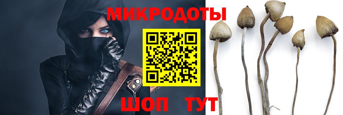 Галлюциногенные грибы Psilocybine cubensis Сердобск